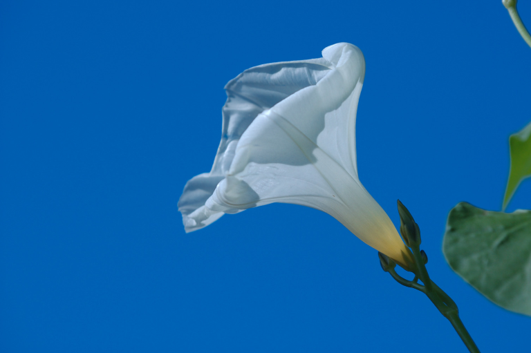 白い朝顔の花