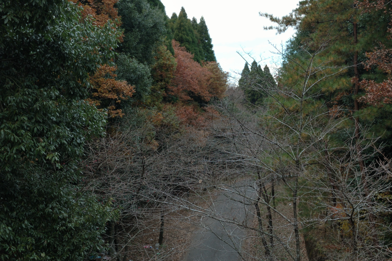 昭和の森公園(1-17)