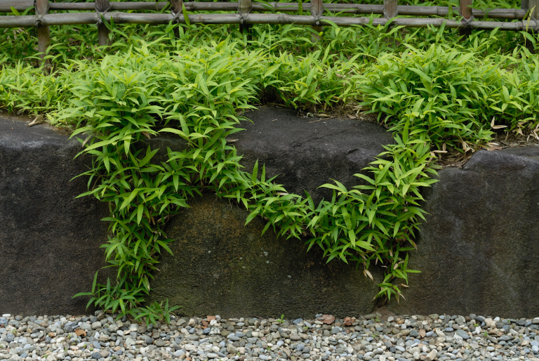 6月の緑 ( another green X )