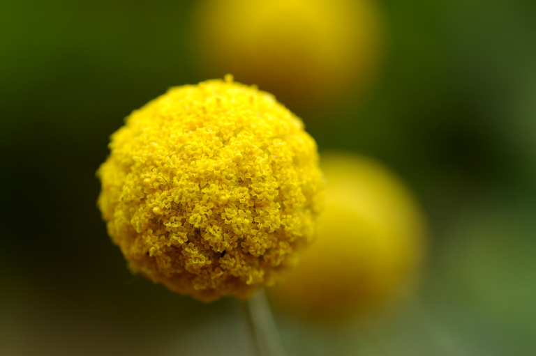 クラスペディア