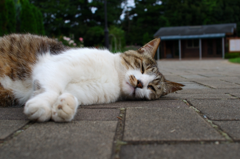 仲間が増えた SIGMA 30mm F1.4 EX DC HSM