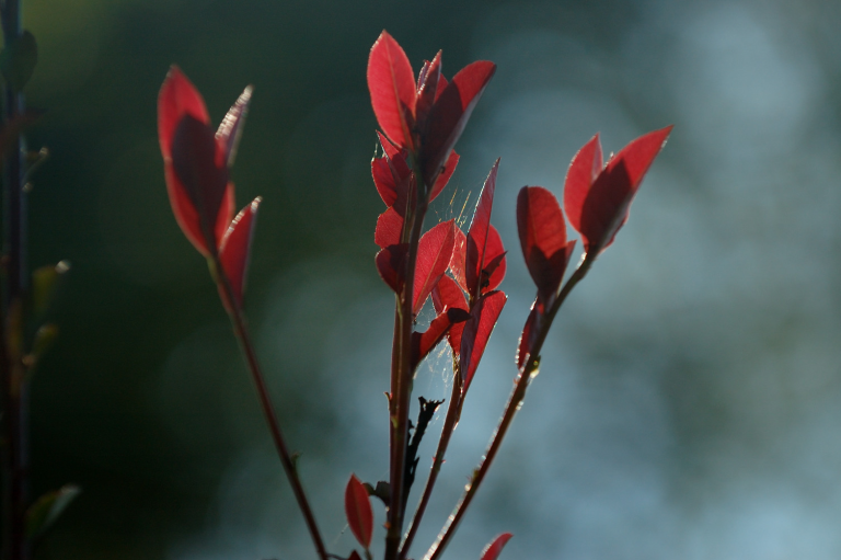 赤い葉のつづき