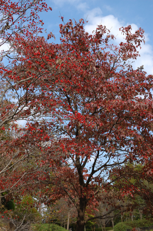 花みずき? 山ぼうし?