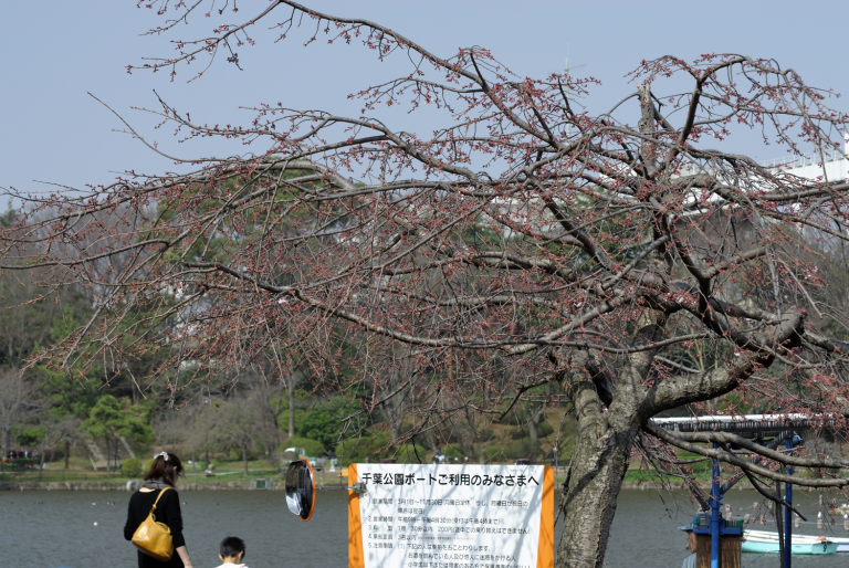 開花直前 千葉公園の桜