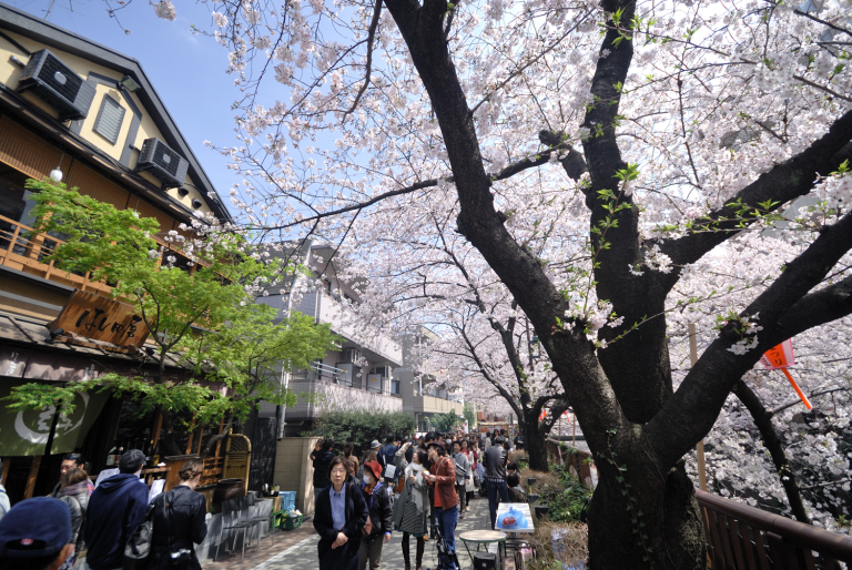 目黒川でお花見 3