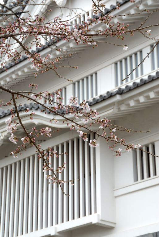 亥鼻公園（千葉城）の桜