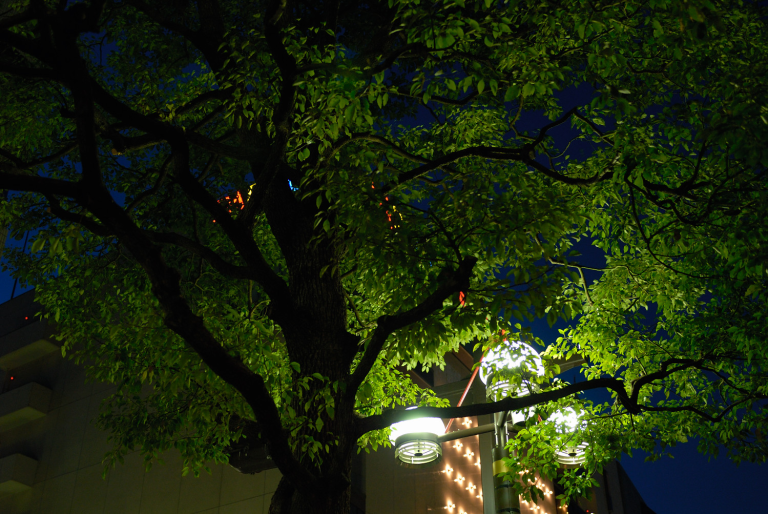 夕刻の街路樹