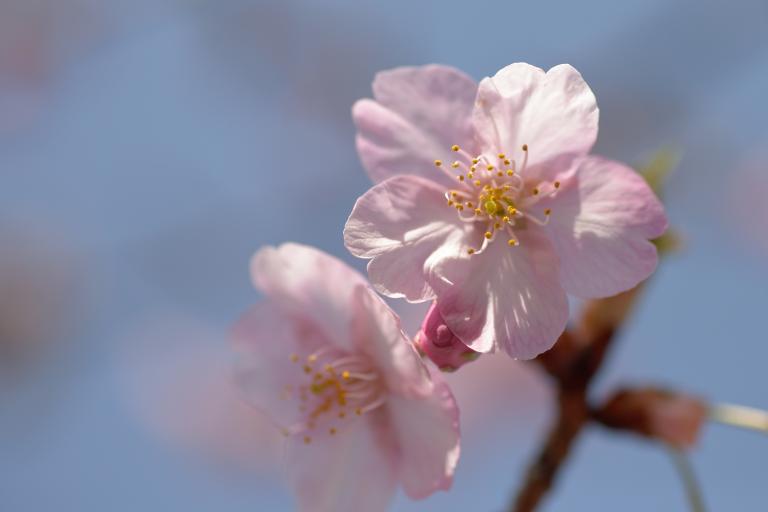 河津桜