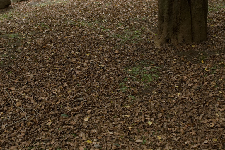 9月の青葉の森公園 13/19